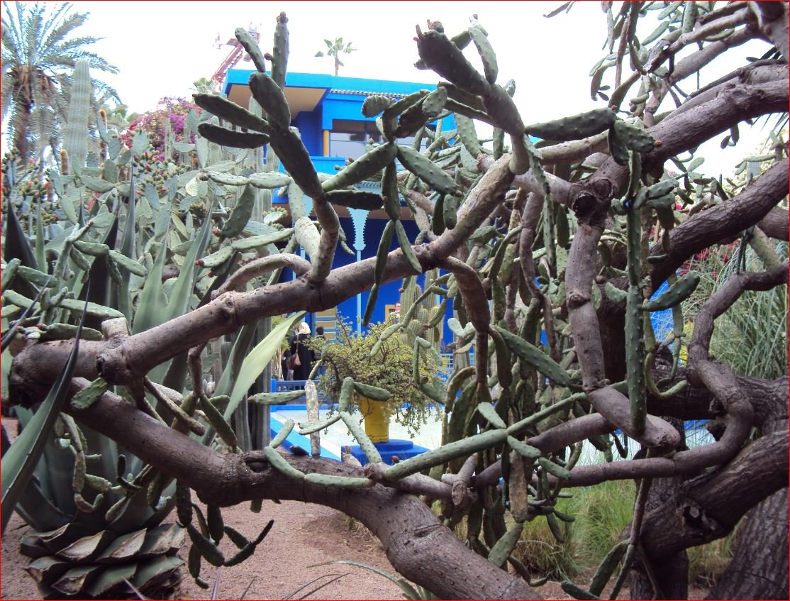 Musee Berbere Jardin Majorelle photo 5