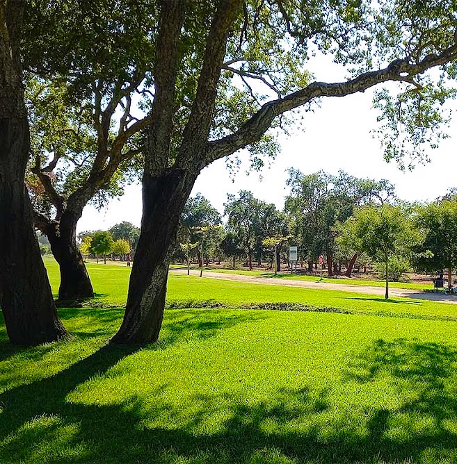 Dar Salam Forest